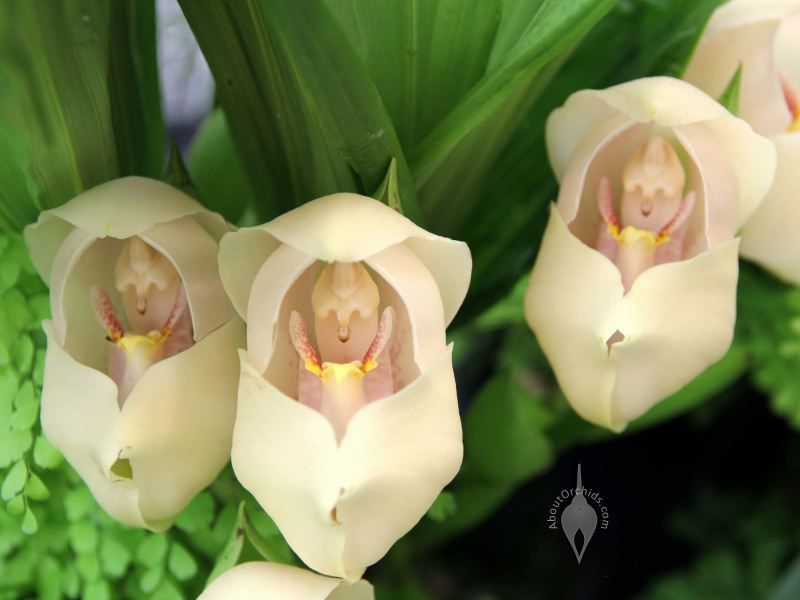 orquídeas-com-bebês-5 orquídeas-com-bebês-5