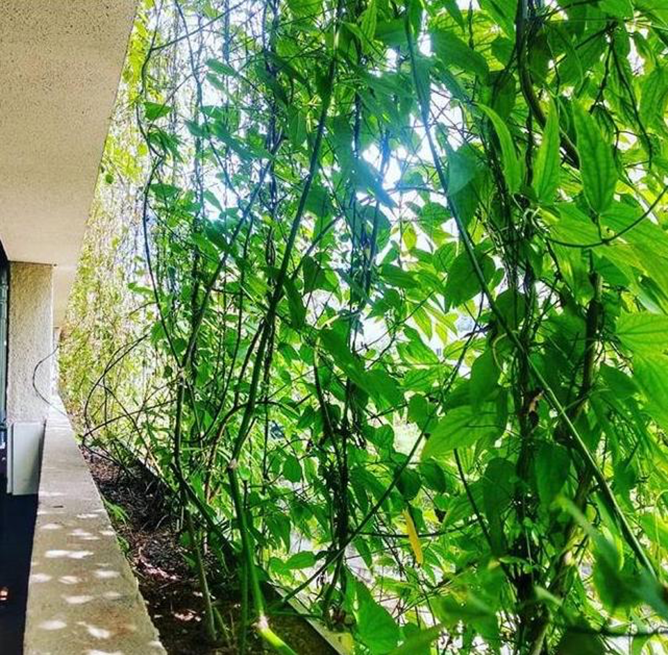 Brise vegetal: o que é e quais os benefícios