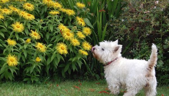 Cuidados com os cães e as plantas tóxicas