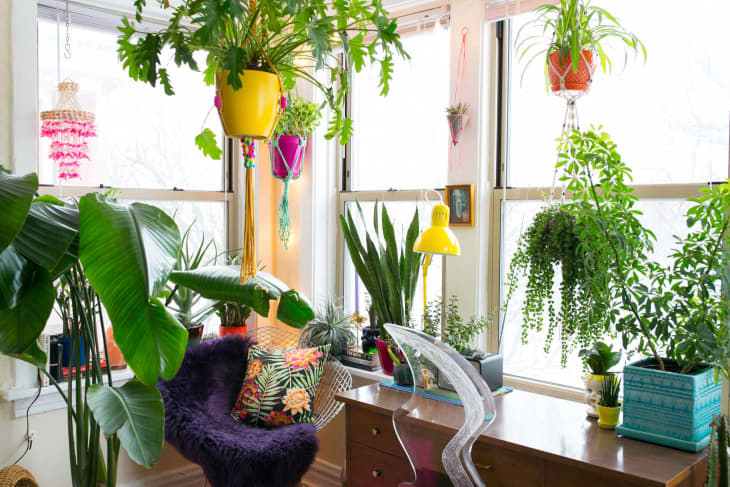 plantas-suspensas-Kristan-Lieb plantas-suspensas-Kristan-Lieb