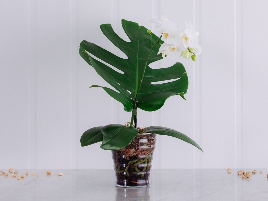 arranjo-de-orquídea-com-costela-de-adão arranjo-de-orquídea-com-costela-de-adão
