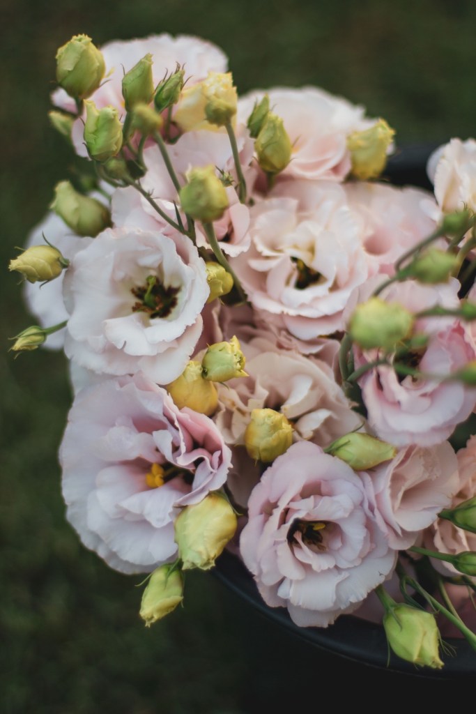flores-fim-de-ao4 Lisiathus