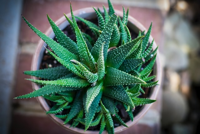 aloe-vera-planta-banheiro