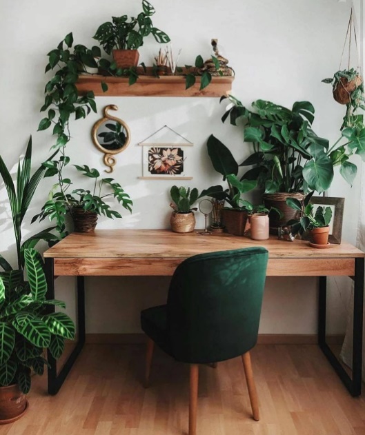 como-a-gente-mora-home-office-02 Home office com mesa em madeira e cadeira de veludo verde escuro. Plantas na mesa, ao lado e na prateleira de madeira acima