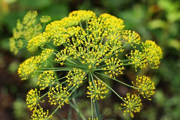 Flor de erva doce amarela