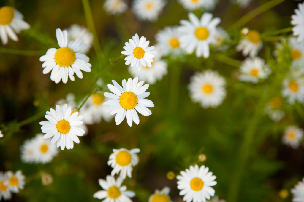 Flores de camomila brancas pequenas com miolo amarelo