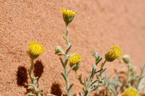 Nolletia chrysocomoides Nolletia chrysocomoides