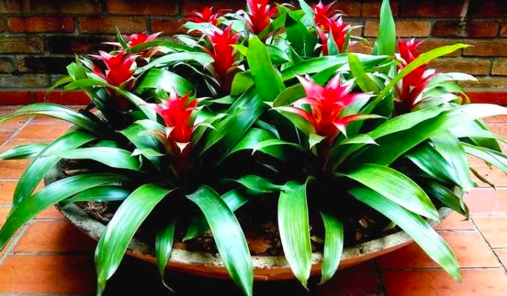 bromelia