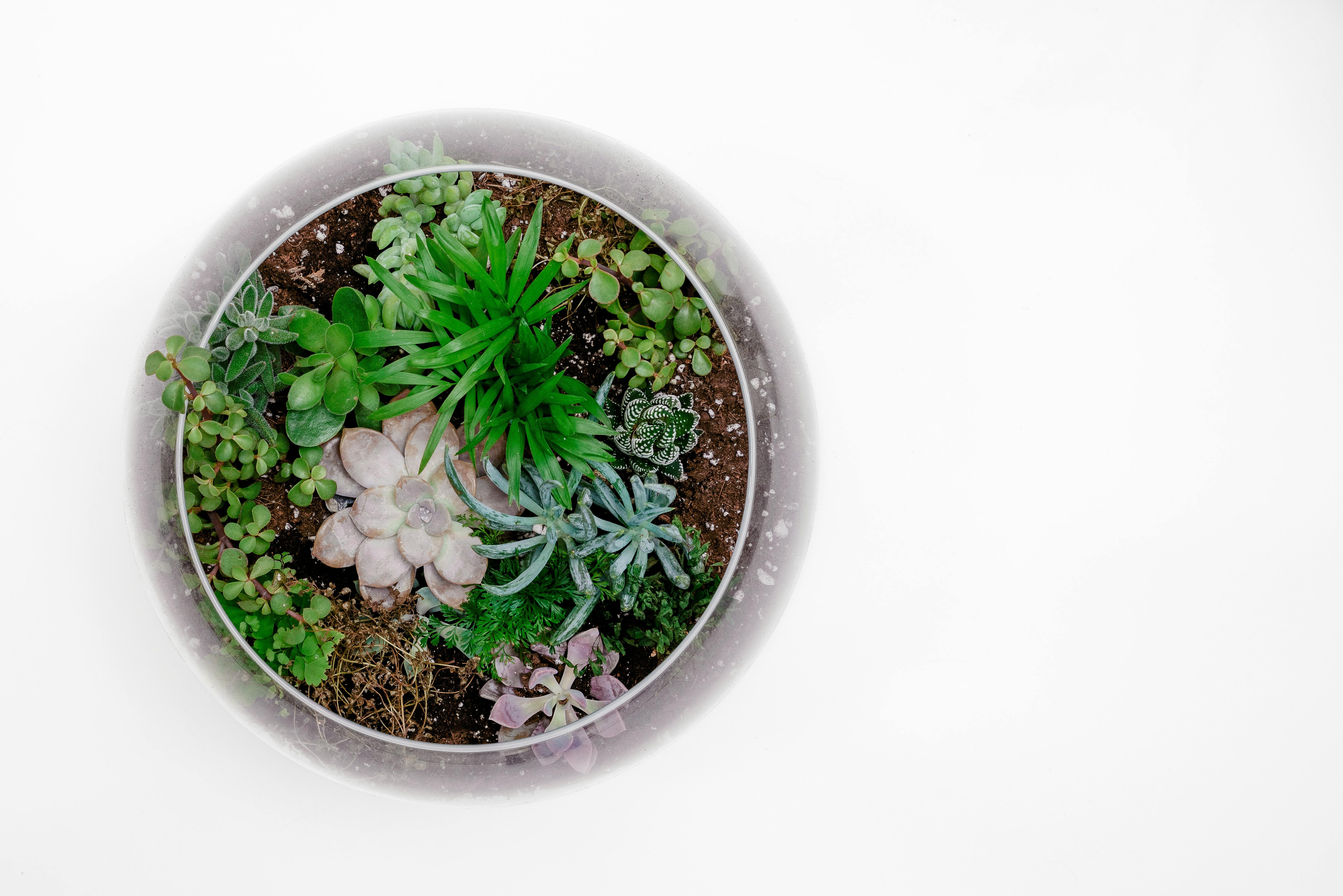 Como fazer seu pr&oacute;prio terr&aacute;rio. Na foto, terr&aacute;rio de vidro