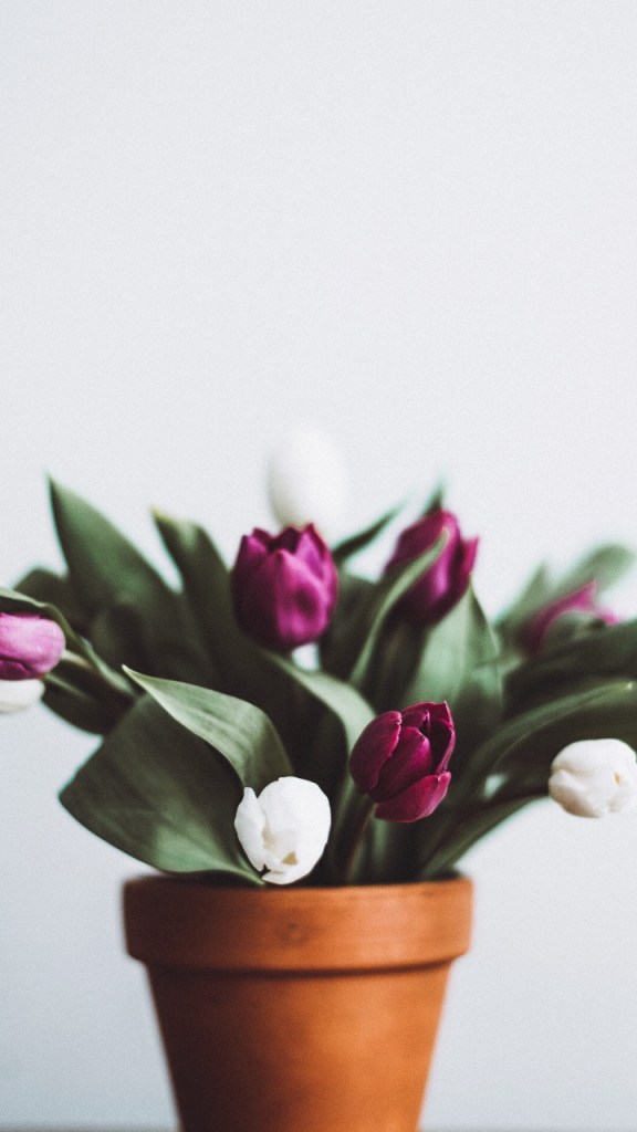 Tulipa rosas, vermalhas e brancas em vaso de barro