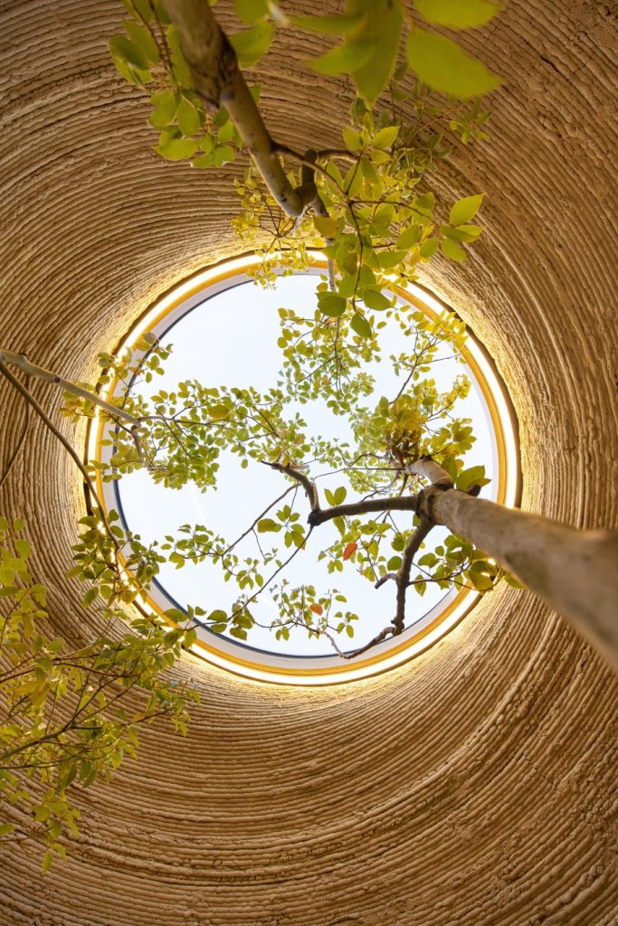 Teto interno do habitat. Abertura para entrada de luz. Árvore que se projeta em direção à abertura