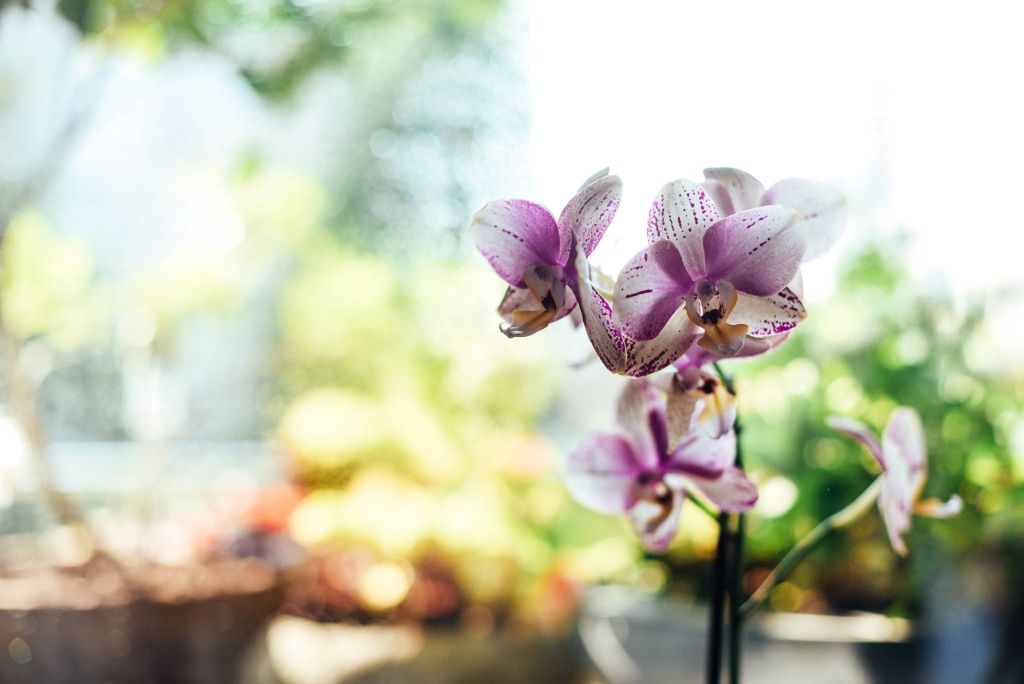 gaelle-marcel-como-cultivar-orquidea gaelle-marcel-como-cultivar-orquidea