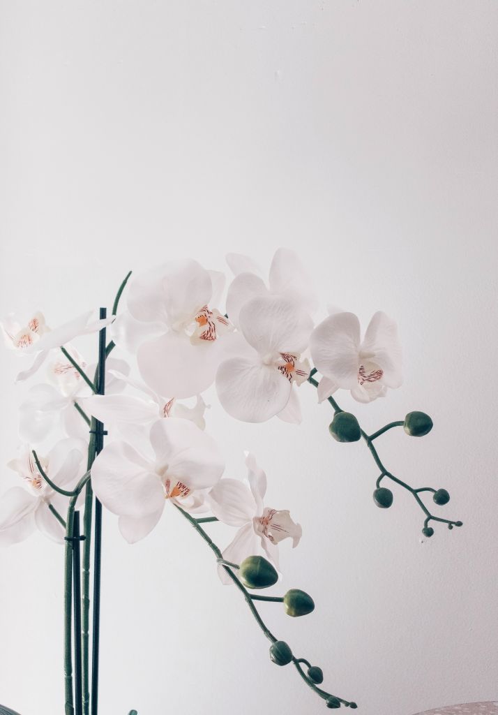 jess-harper-cuidados-com-orquidea jess-harper-cuidados-com-orquidea