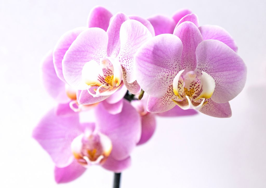 petra-kessler-regar-orquidea petra-kessler-regar-orquidea