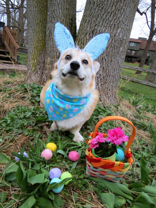 Corgi vom orelhas de coelho com ovos e cesta de páscoa