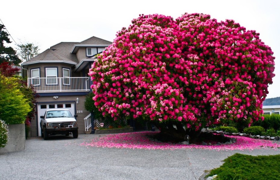 A árvore de rododendro com mais de 125 anos no Canadá parece saída da casa de um conto de fadas.