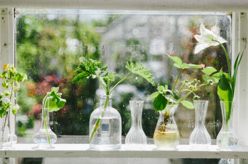 Plants in glass vase growing on window sill