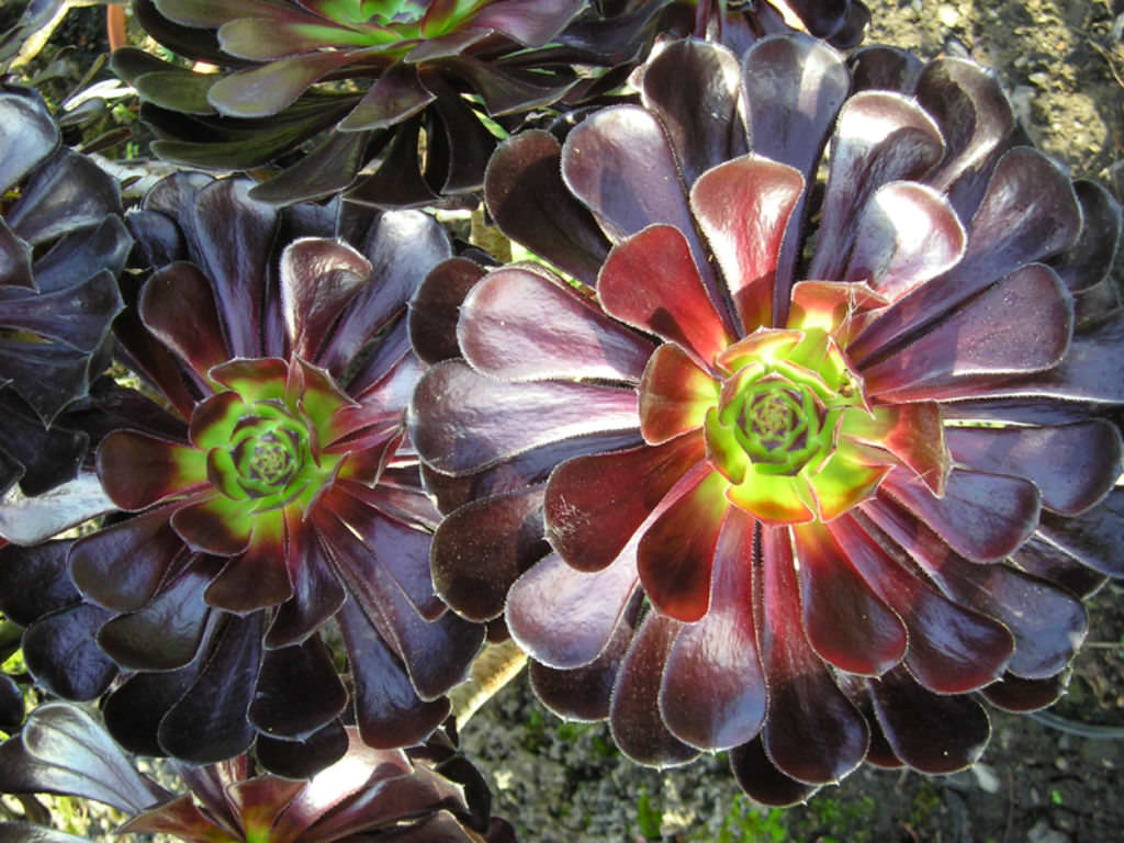 6-suculentas-pretas-casa.com-1-aeonium-arboreum-zwartkop