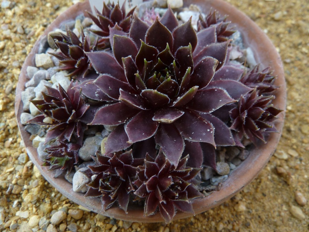 6-suculentas-pretas-casa.com-2-sempervivum-black 6-suculentas-pretas-casa.com-2-sempervivum-black