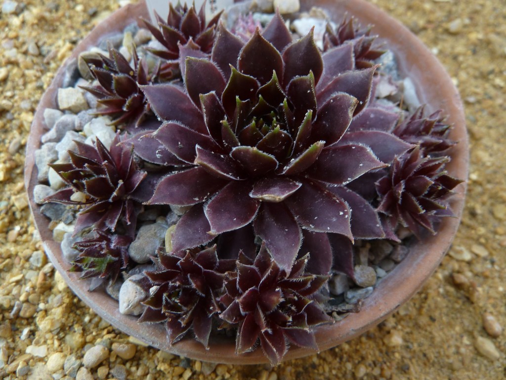 6-suculentas-pretas-casa.com-2-sempervivum-black