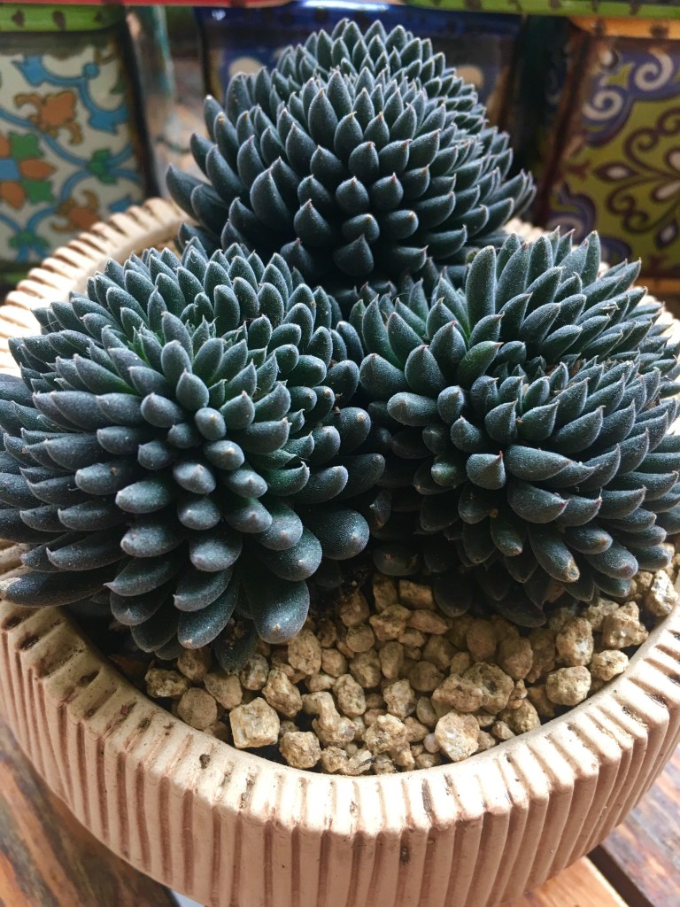 6-suculentas-pretas-casa.com-3-sinocrassula-yunnanensis 6-suculentas-pretas-casa.com-3-sinocrassula-yunnanensis