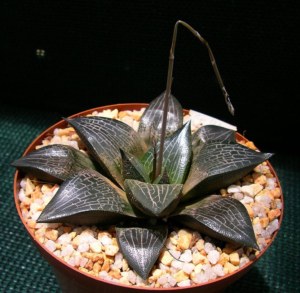 6-suculentas-pretas-casa.com-4-haworthia-marxii 6-suculentas-pretas-casa.com-4-haworthia-marxii