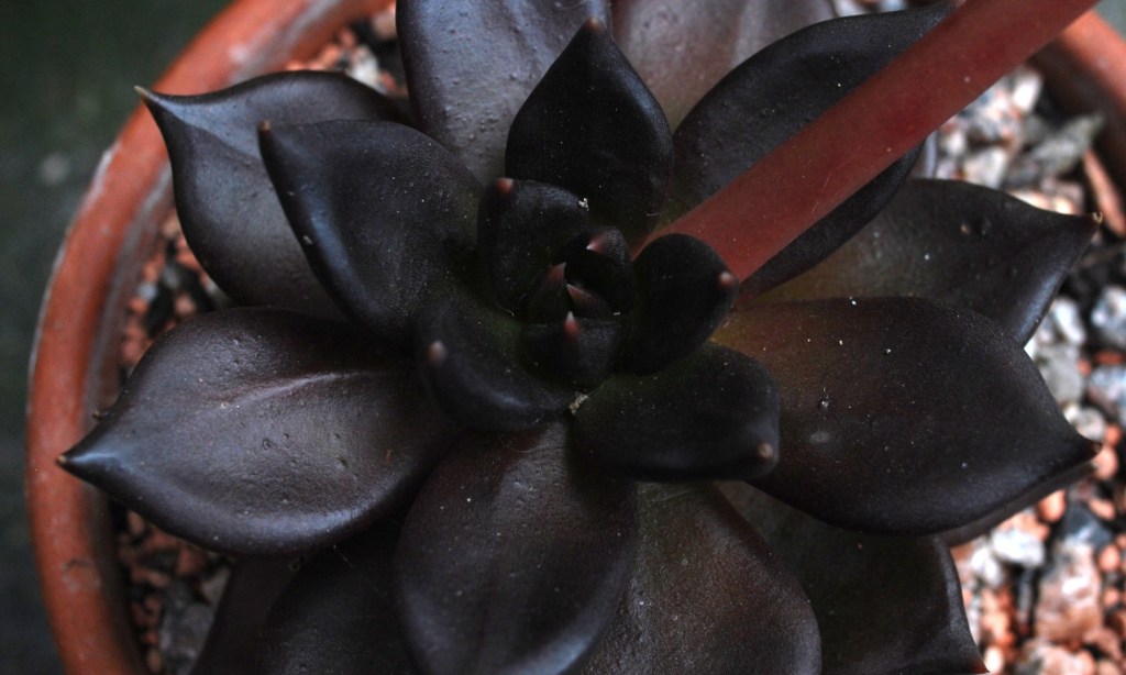 6-suculentas-pretas-casa.com-5-echeveria-affinis 6-suculentas-pretas-casa.com-5-echeveria-affinis