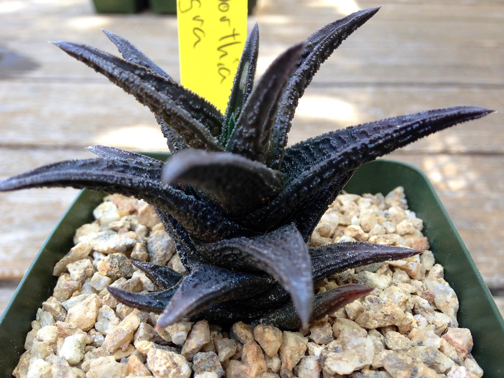6-suculentas-pretas-casa.com-6-haworthia-nigra 6-suculentas-pretas-casa.com-6-haworthia-nigra