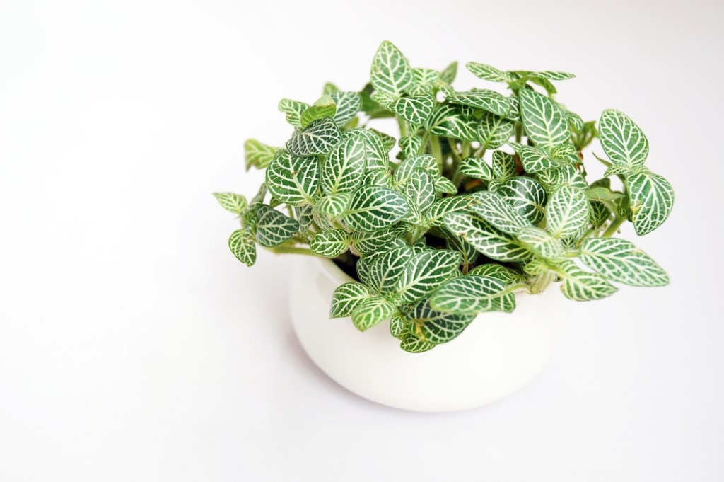 7-plantas-que-purificam-o-ar-casa.com-6-fittonia-argyroneura