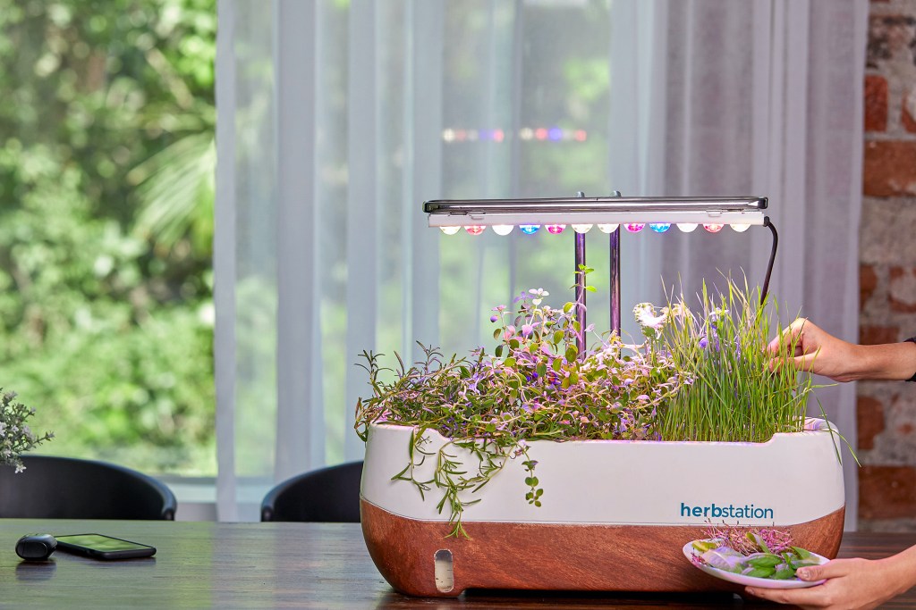 Vaso com microverdes em mesa. Lâmpada colorida oferecendo iluminação