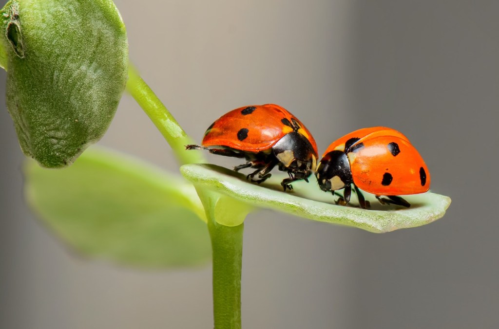 Você sabia que ao invés de pesticidas, você pode ter joaninhas