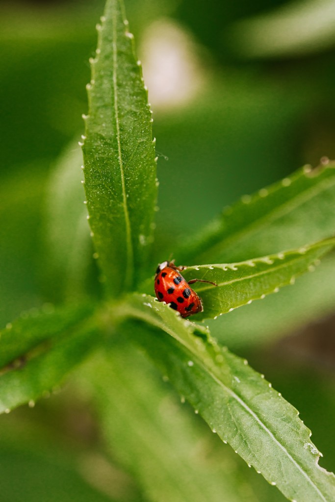 Você sabia que ao invés de pesticidas, você pode ter joaninhas