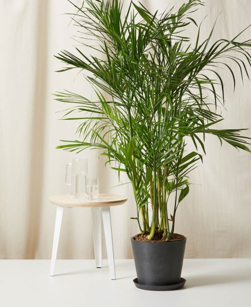 Areca-bambu