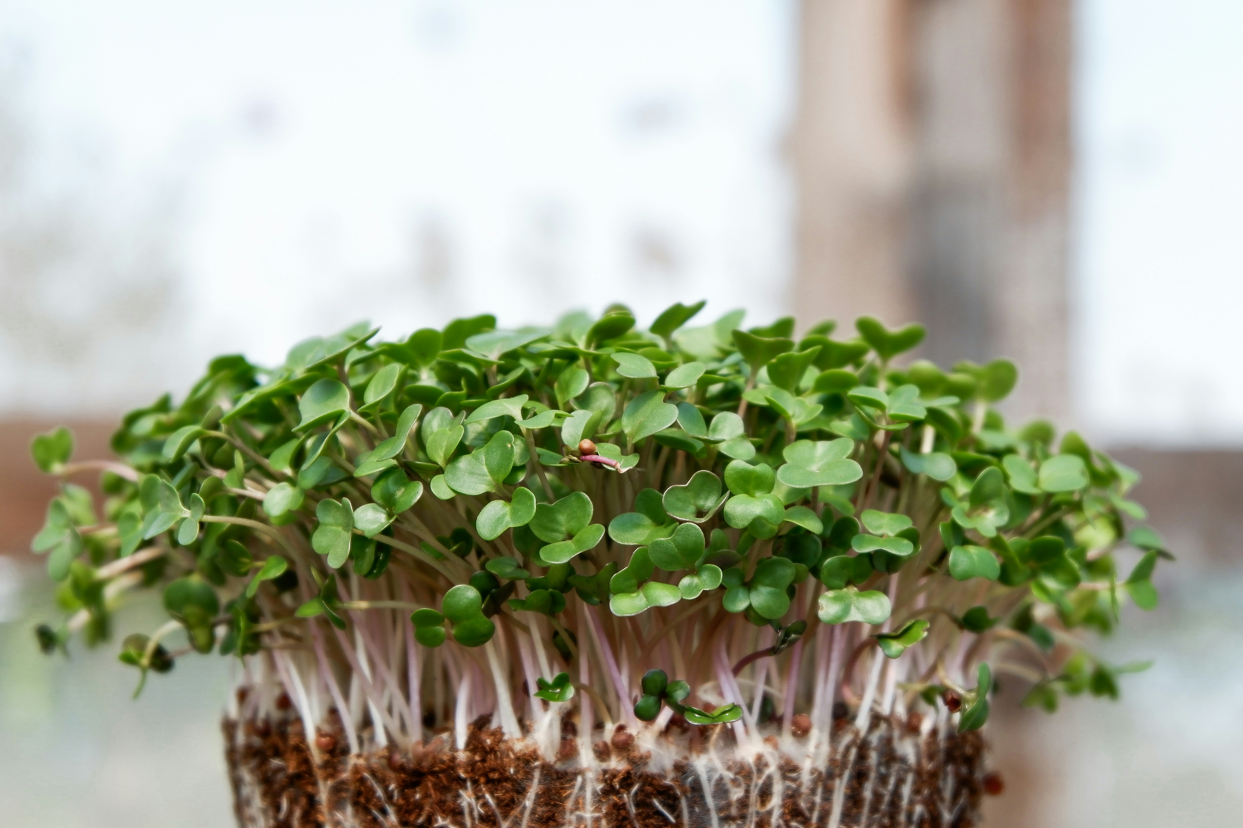 Microverdes: o que s&atilde;o e como voc&ecirc; pode cultivar seu microjardim