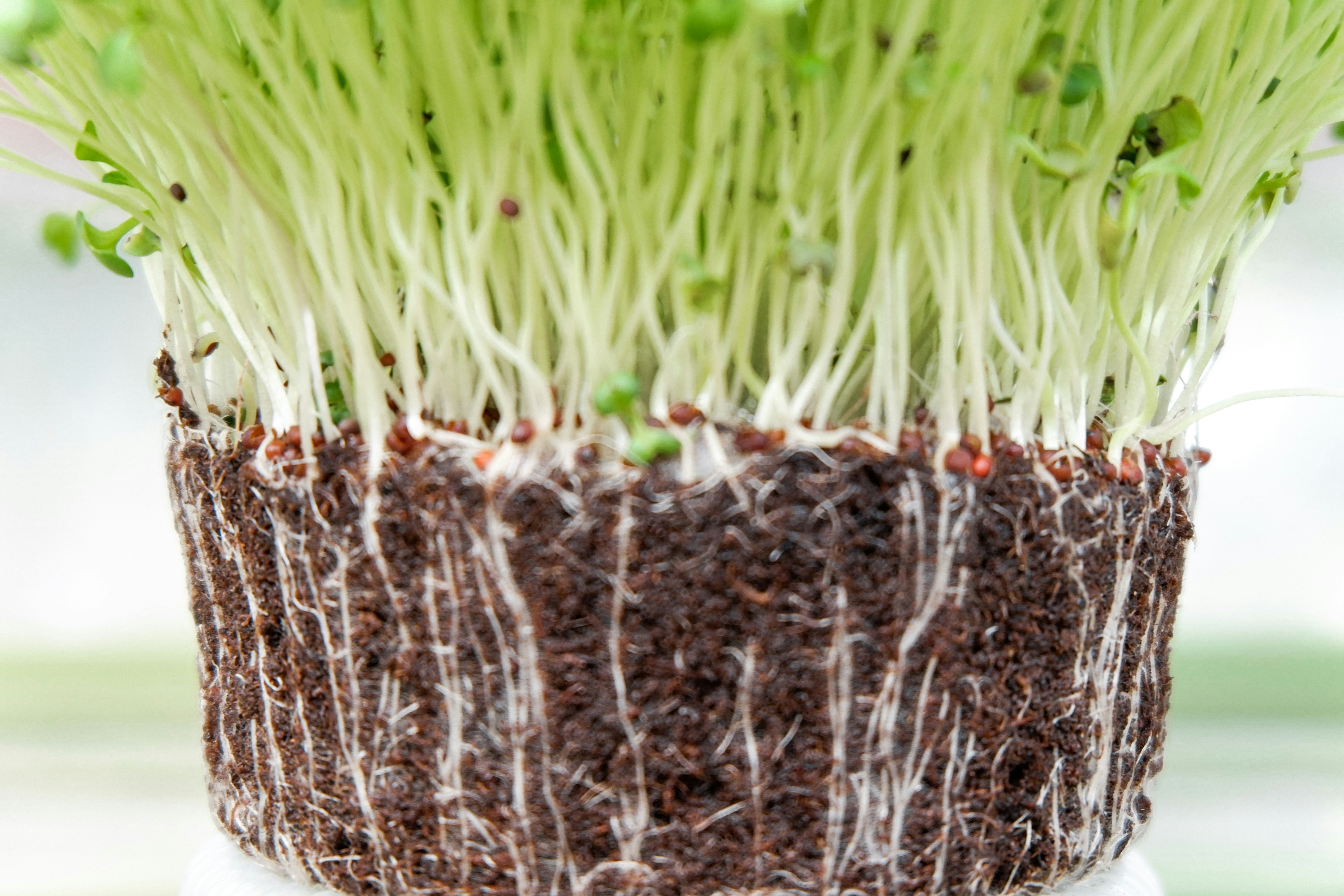 Microverdes: o que s&atilde;o e como voc&ecirc; pode cultivar seu microjardim