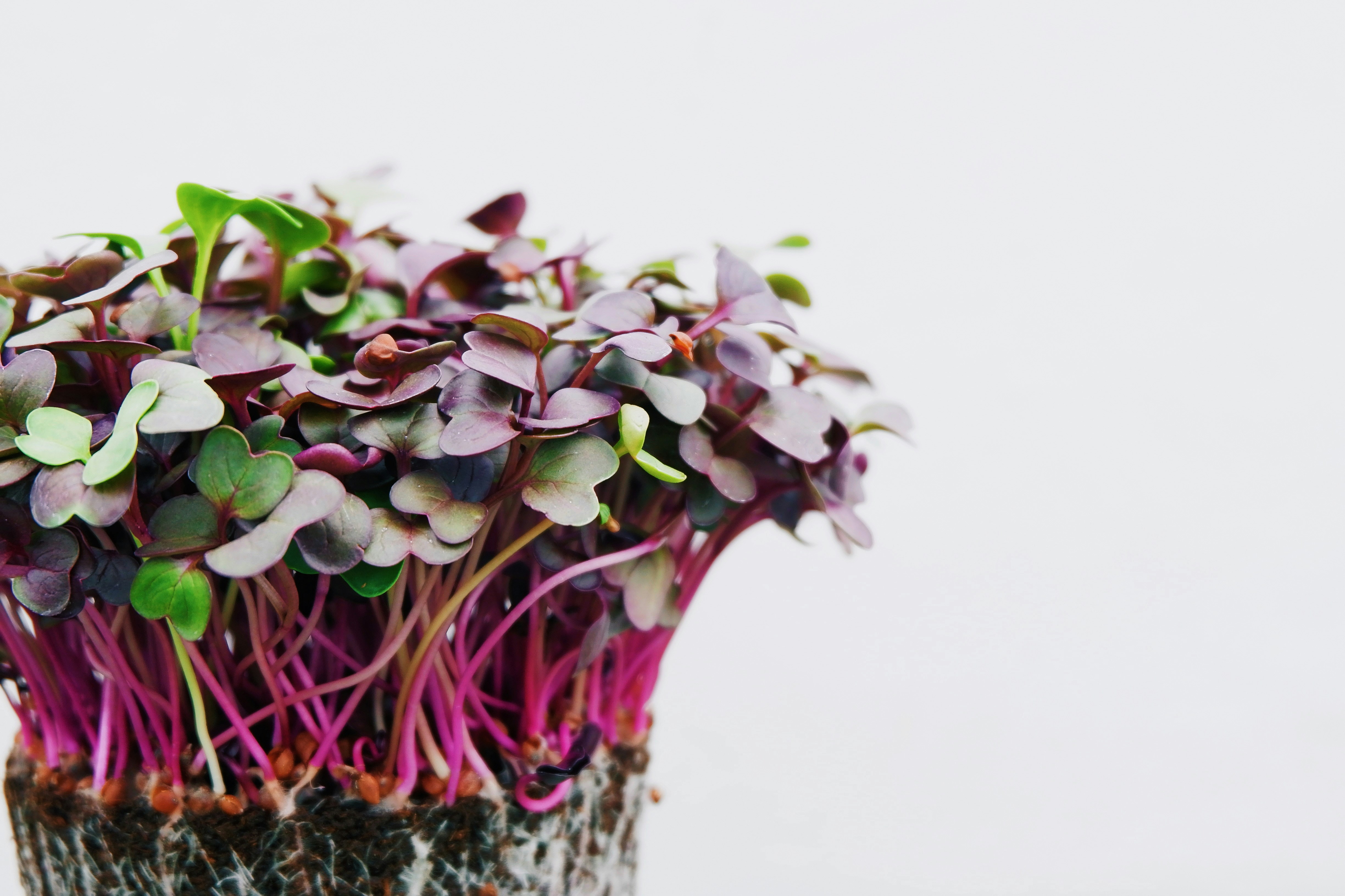 Microverdes: o que s&atilde;o e como voc&ecirc; pode cultivar seu microjardim