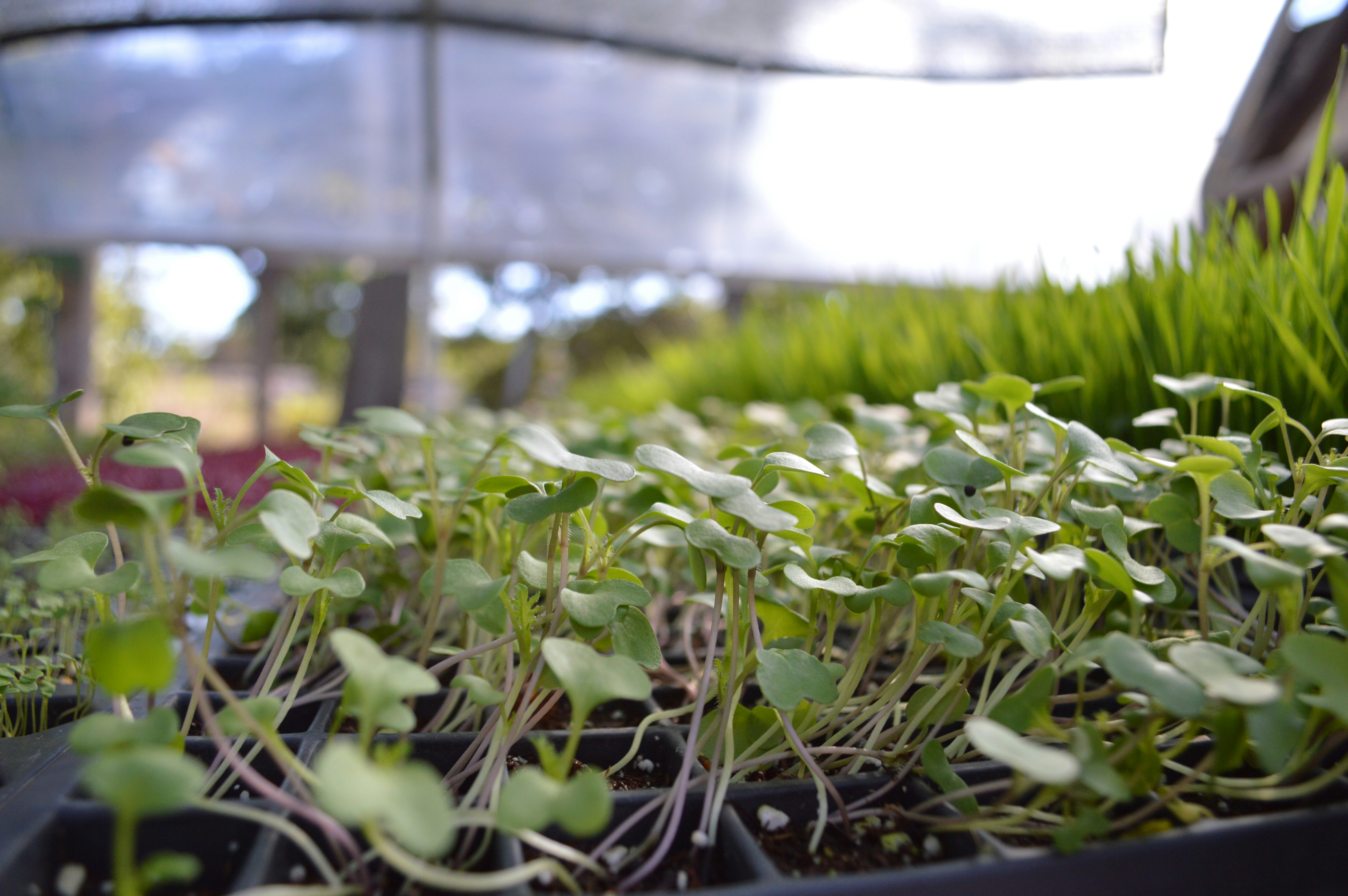 Microverdes: o que s&atilde;o e como voc&ecirc; pode cultivar seu microjardim