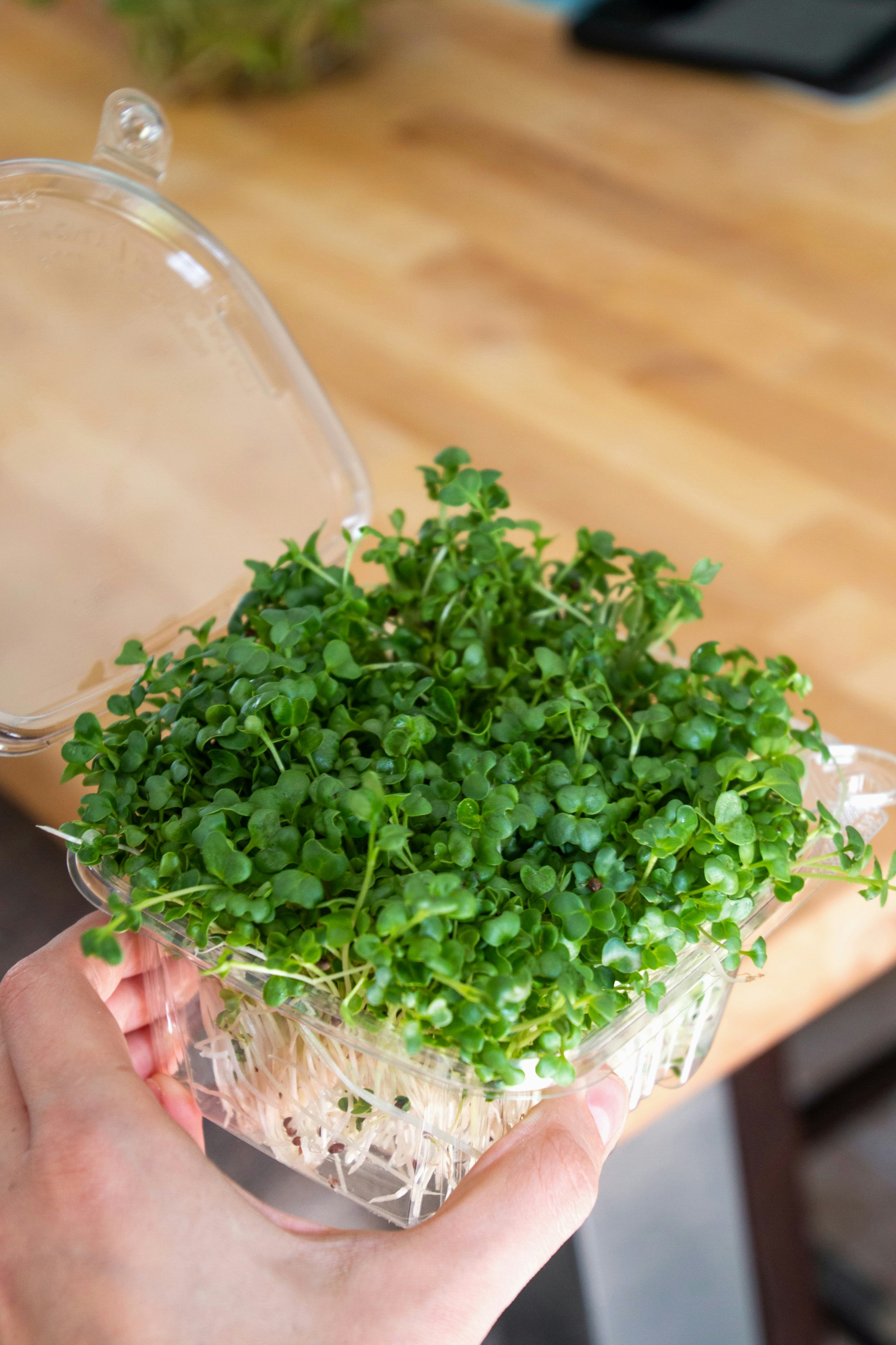 Microverdes: o que s&atilde;o e como voc&ecirc; pode cultivar seu microjardim