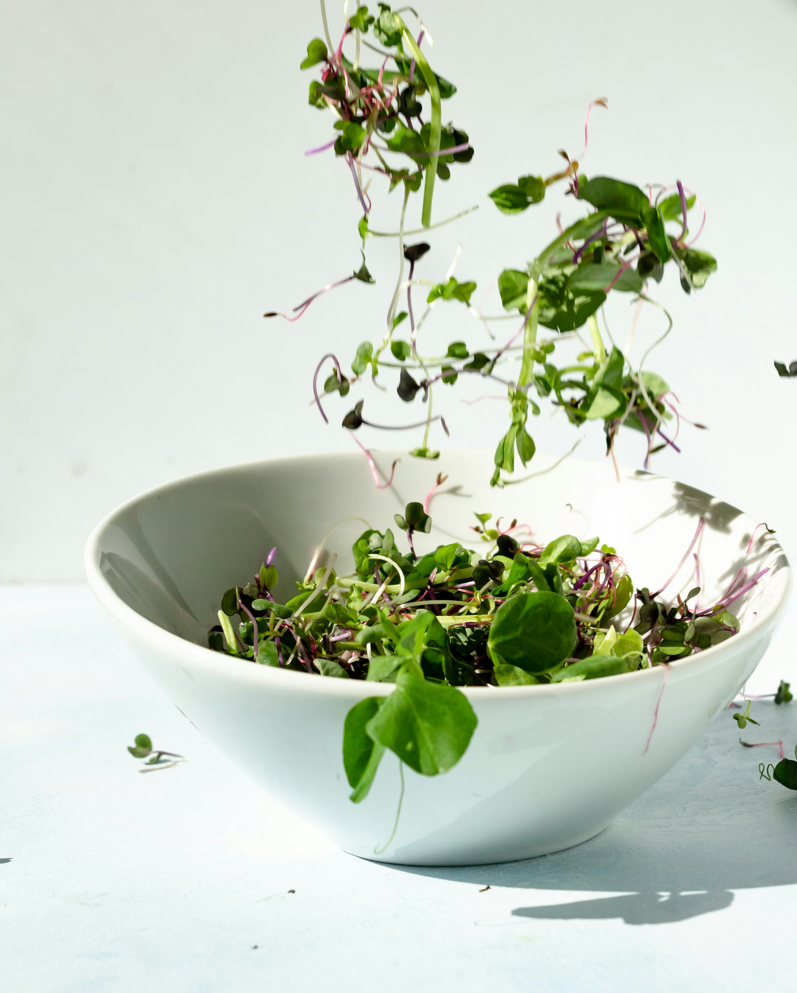 Microverdes: o que s&atilde;o e como voc&ecirc; pode cultivar seu microjardim