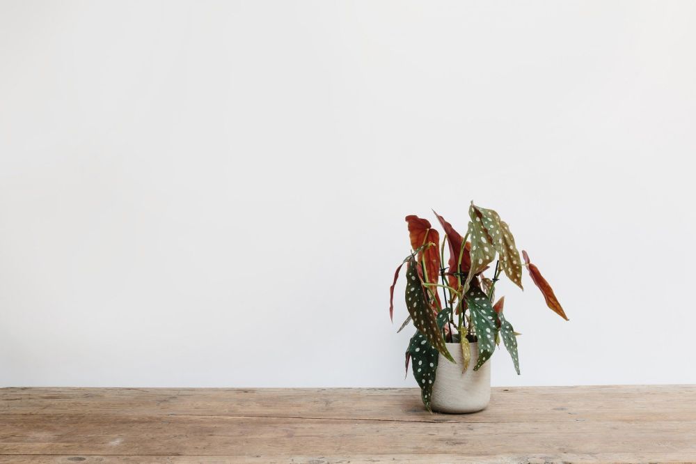 vaso com begonia maculata