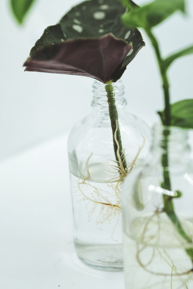 muda de begonia maculuta em jarro com água
