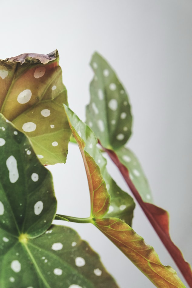 begonia-maculata-casa.com-unsplash-severin-candrian plantas de begonia maculata
