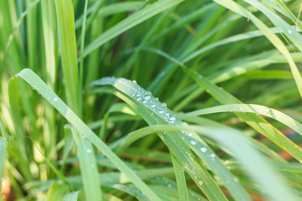 Detalhe de gotas de água em folhas de capim limão