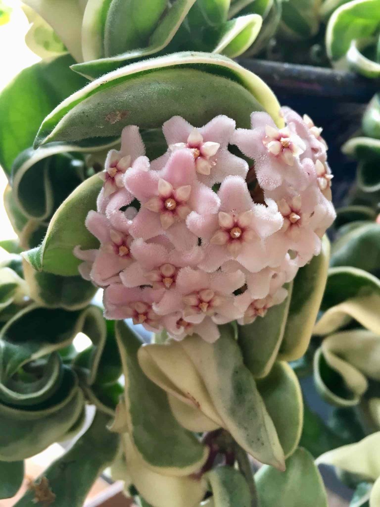 As-6-plantas-mais-caras-para-ter-em-casa-thespruce-03