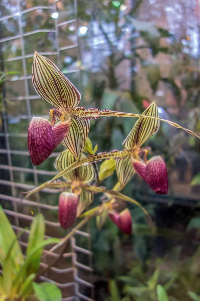 As-6-plantas-mais-caras-para-ter-em-casa-thespruce-05
