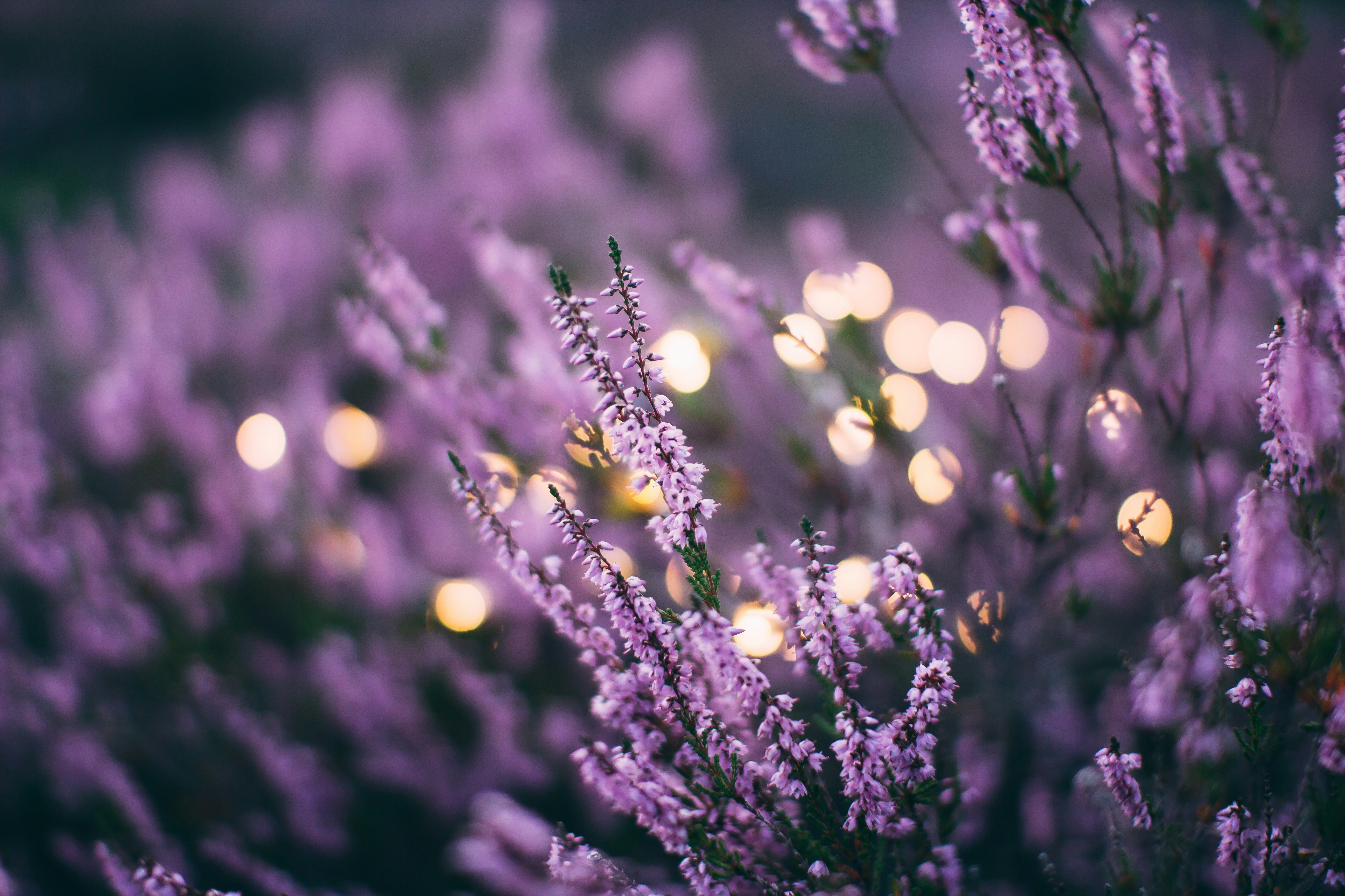 Como plantar lavanda