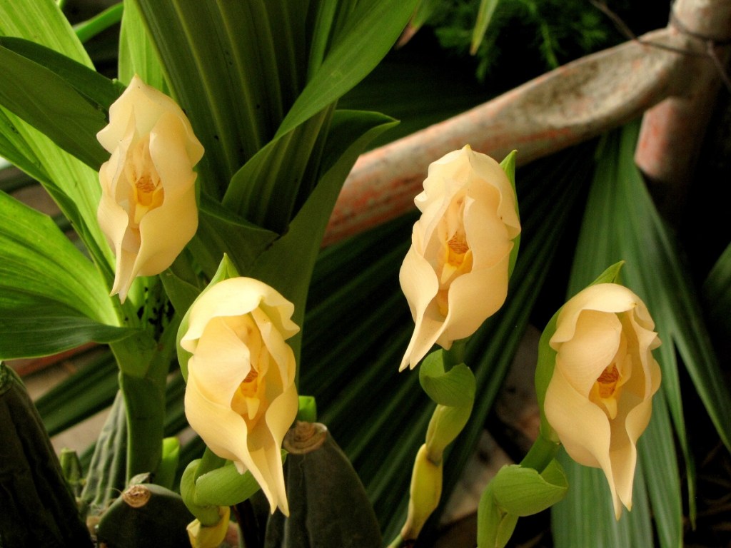 Esta-orquídea-é-como-um-bebê-em-um-berço-03 Esta-orquídea-é-como-um-bebê-em-um-berço-03