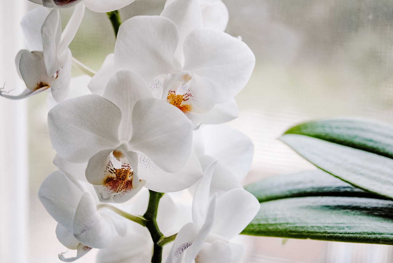 Esta orqu&iacute;dea parece uma pombinha!