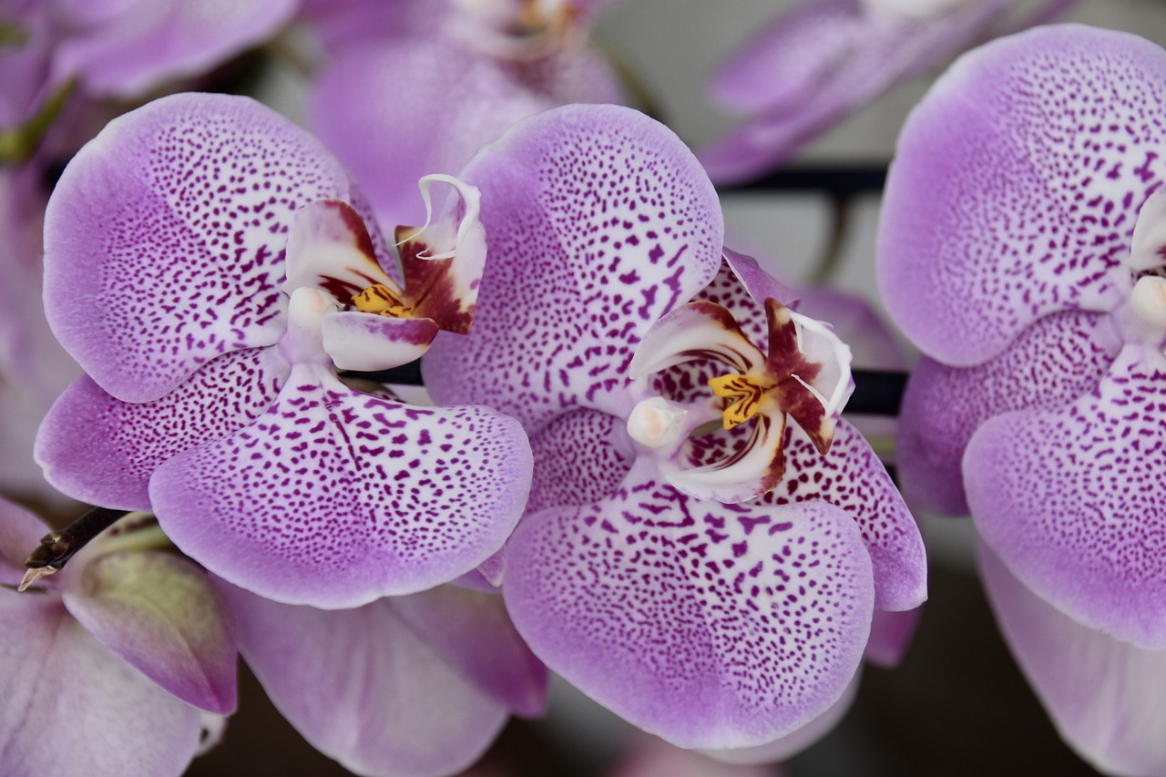 Esta orqu&iacute;dea parece uma pombinha!
