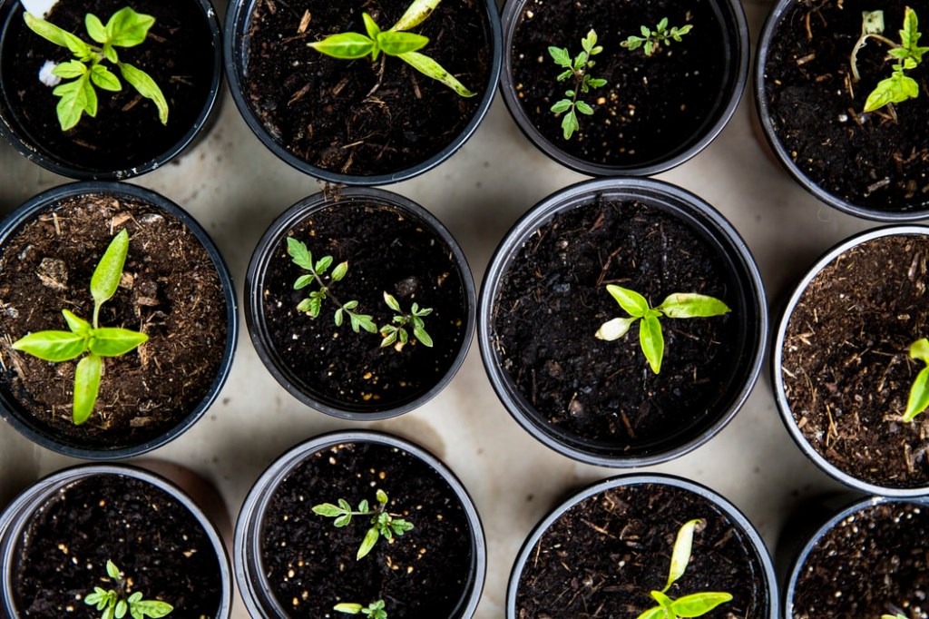 o-que-plantar-na-sua-regiao-durante-o-inverno-casa.com-5-unsplash-markus-spiske o-que-plantar-na-sua-regiao-durante-o-inverno-casa.com-5-unsplash-markus-spiske